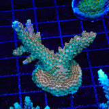 TSA Explosive Ember Acropora XL Frag Coral