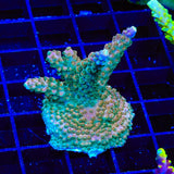TSA Explosive Ember Acropora XL Frag Coral