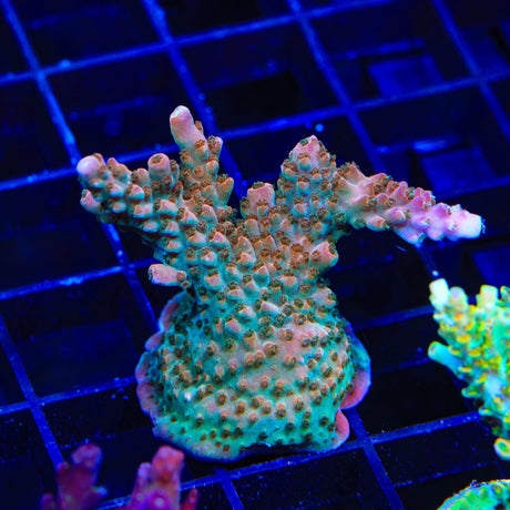 TSA Explosive Ember Acropora XL Frag Coral