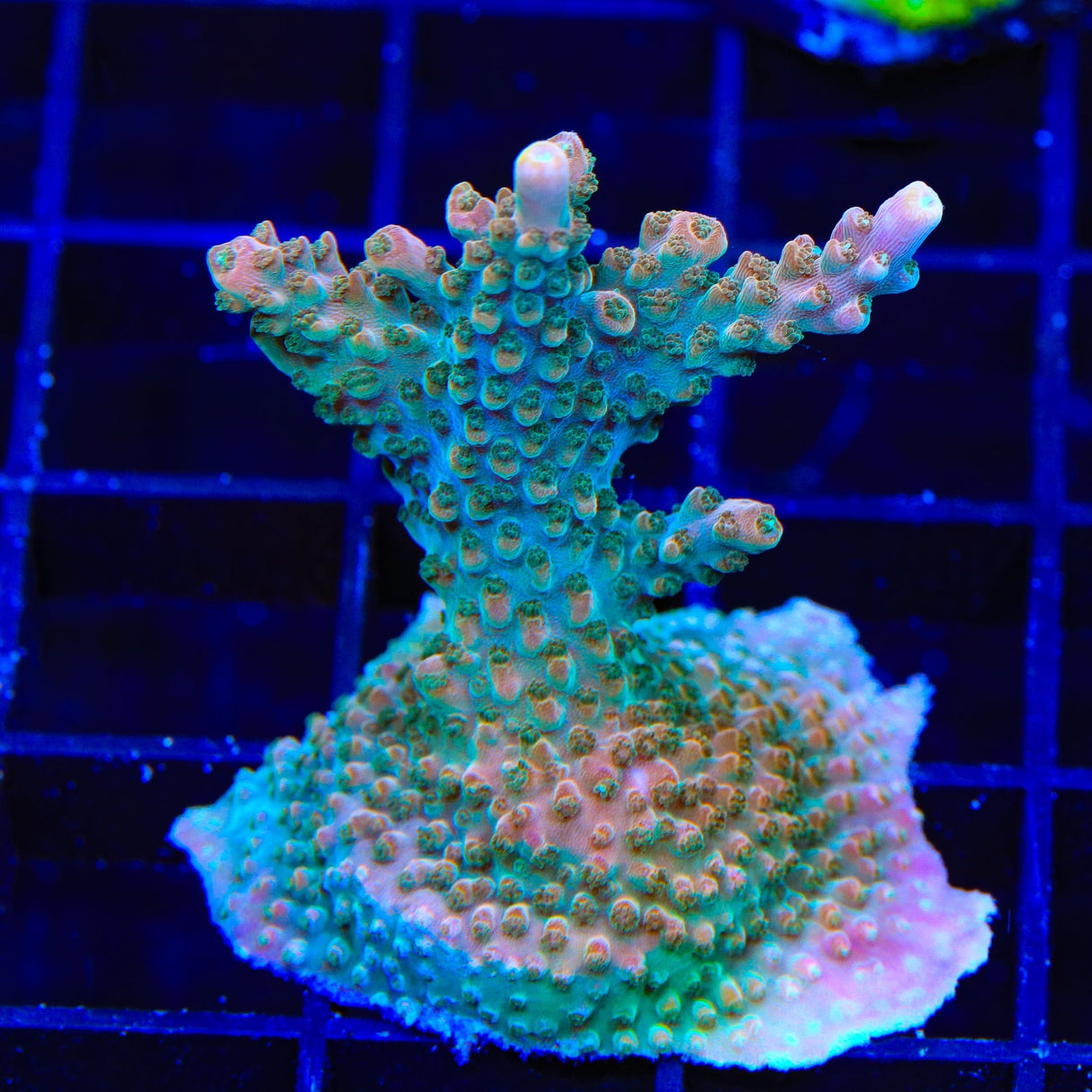 TSA Explosive Ember Acropora XL Frag Coral