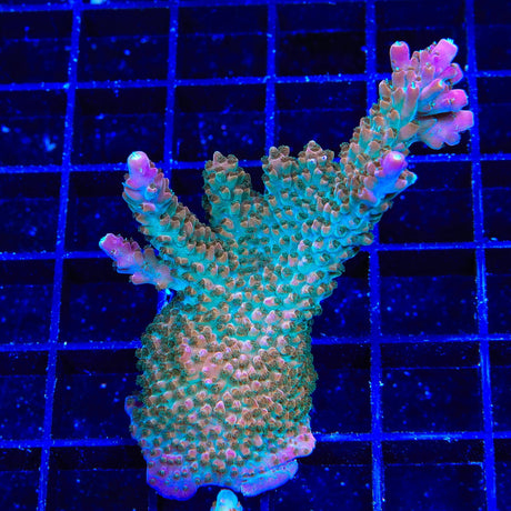 TSA Explosive Ember Acropora XL Frag Coral