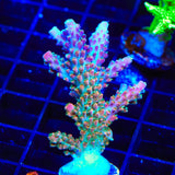 TSA Explosive Ember Acropora XL Frag Coral