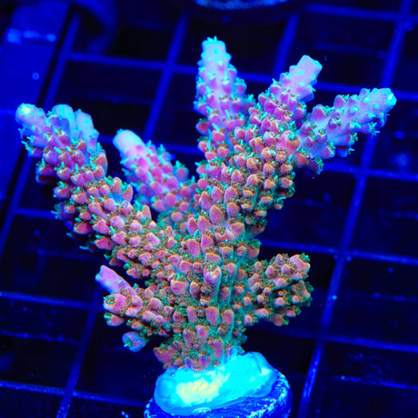 TSA Explosive Ember Acropora XL Frag Coral