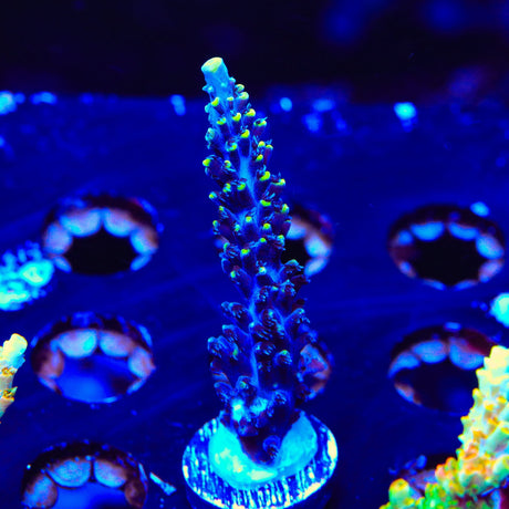 TSA Exquisita Acropora Coral