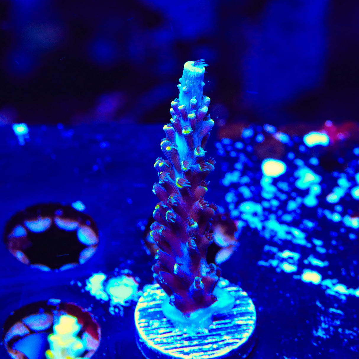 TSA Exquisita Acropora Coral