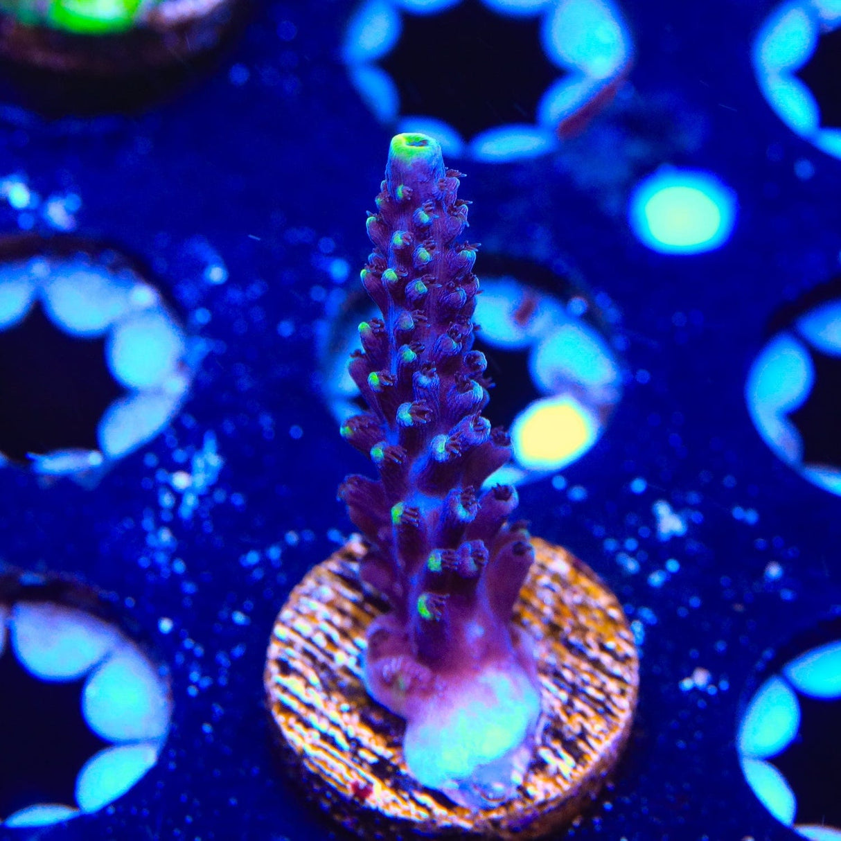 TSA Exquisita Acropora Coral