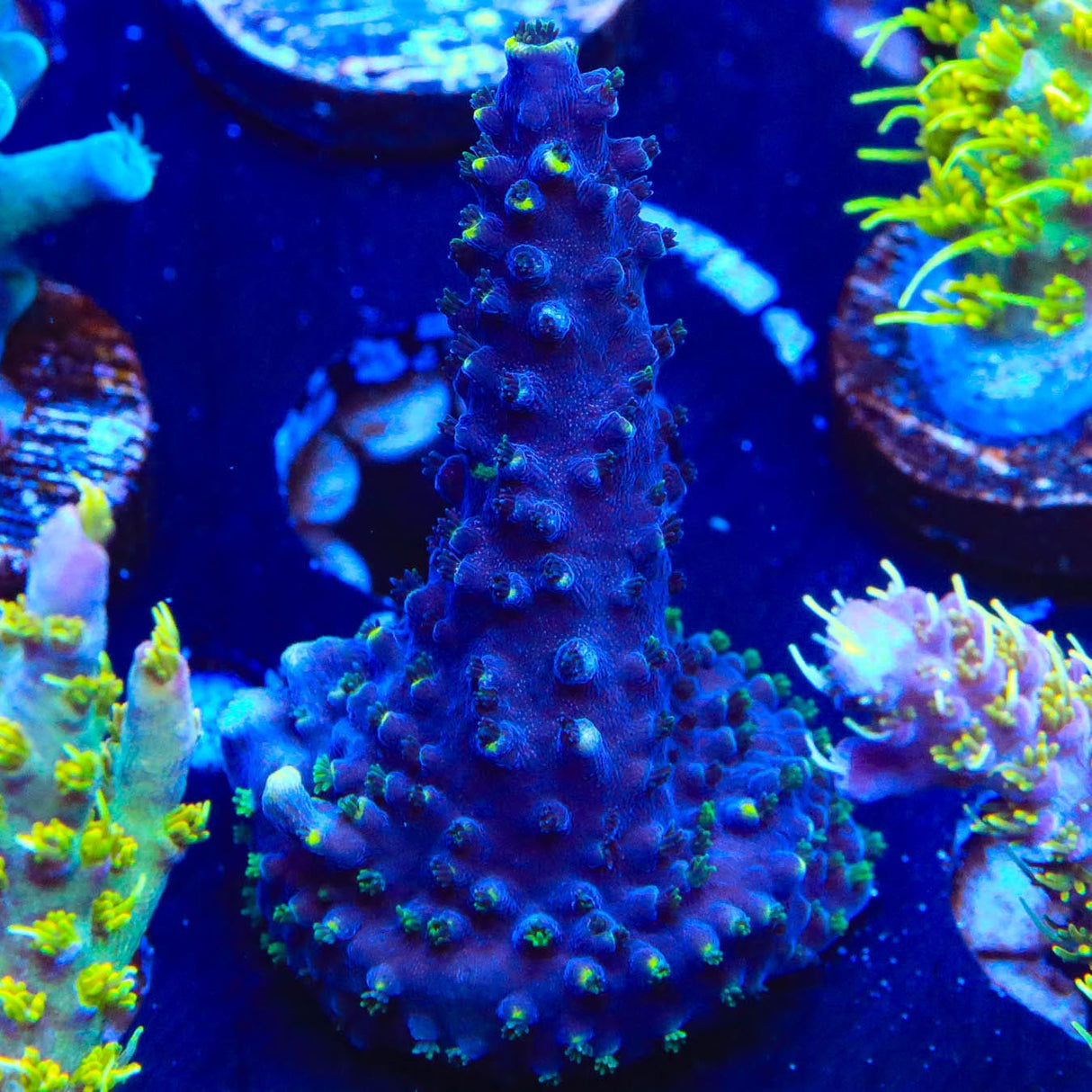 TSA Exquisita Acropora Coral