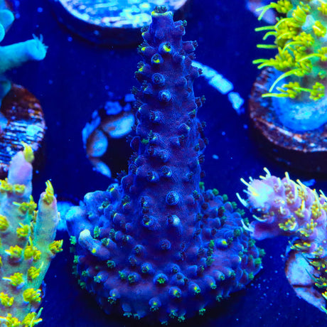 TSA Exquisita Acropora Coral