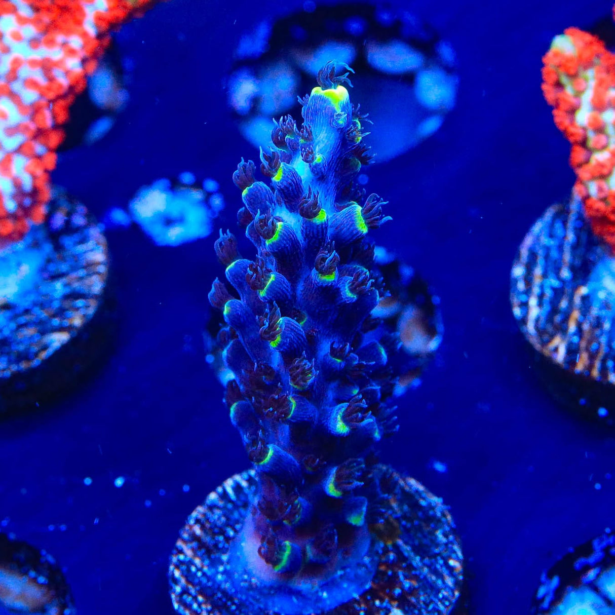 TSA Exquisita Acropora Coral