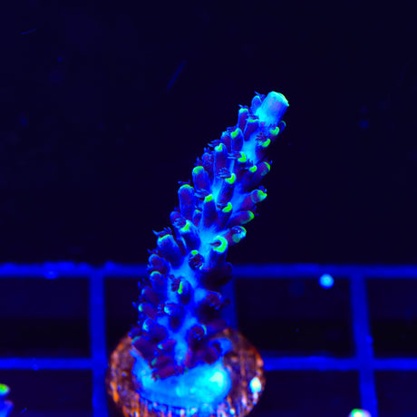 TSA Exquisita Acropora Coral