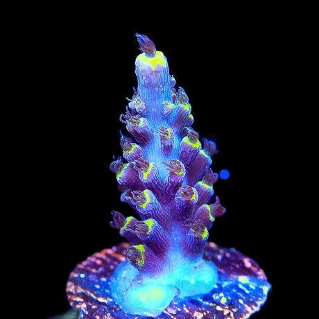 TSA Exquisita Stag Acropora Coral