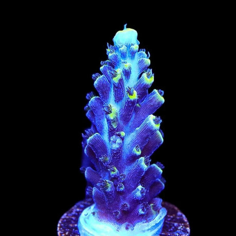 TSA Exquisita Stag Acropora Coral