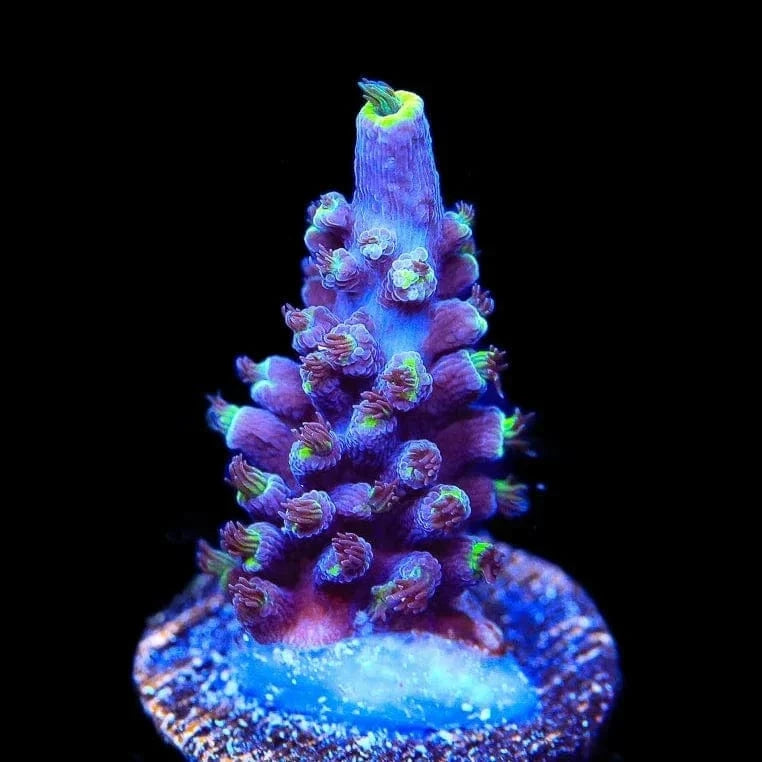 TSA Exquisita Stag Acropora Coral