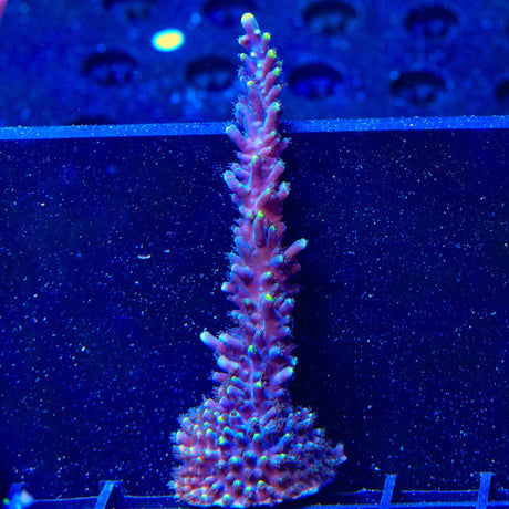 TSA Exquisita Stag Acropora XL Frag Coral