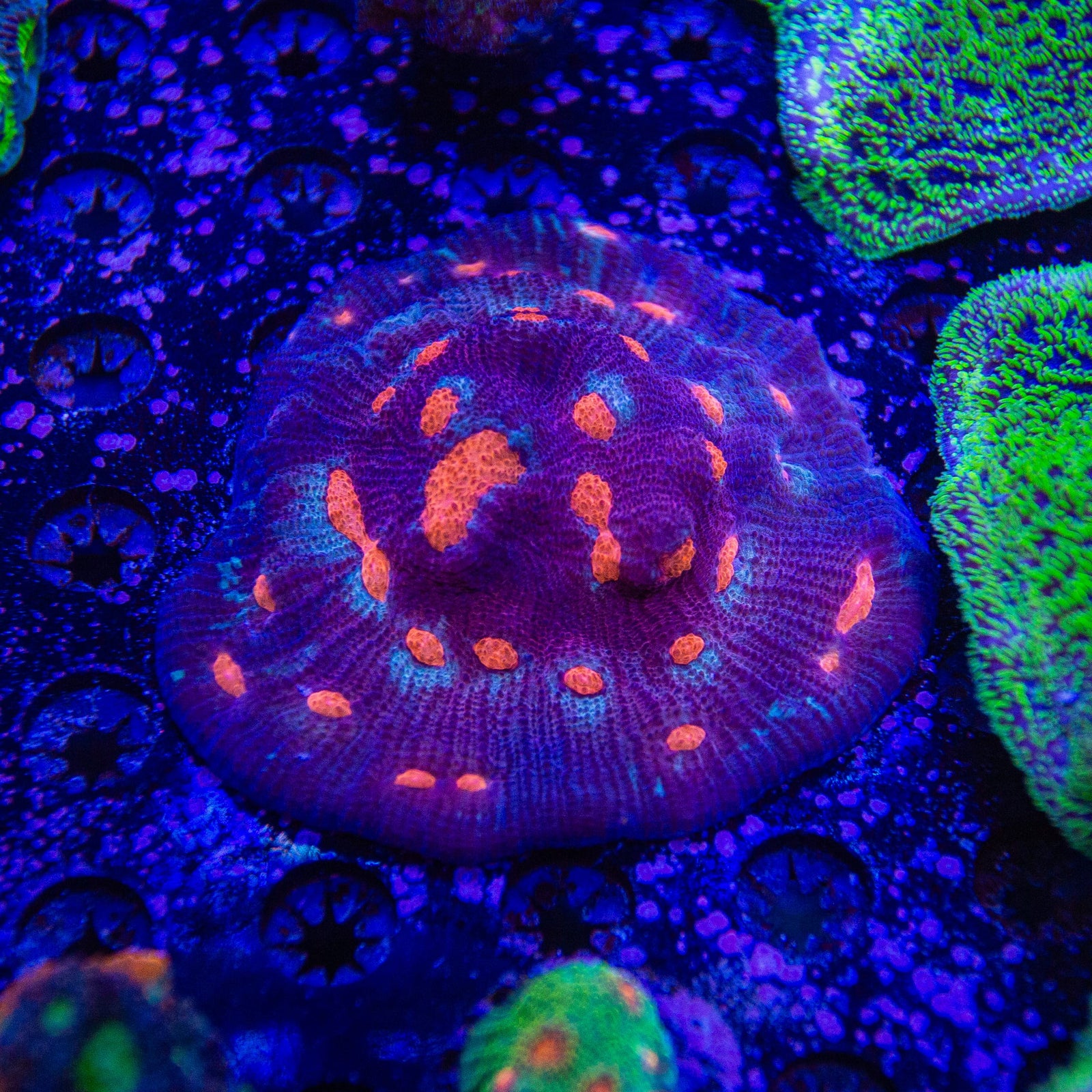 TSA Eye of Lava Chalice Coral