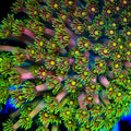 TSA Fairly Odd Goniopora Coral