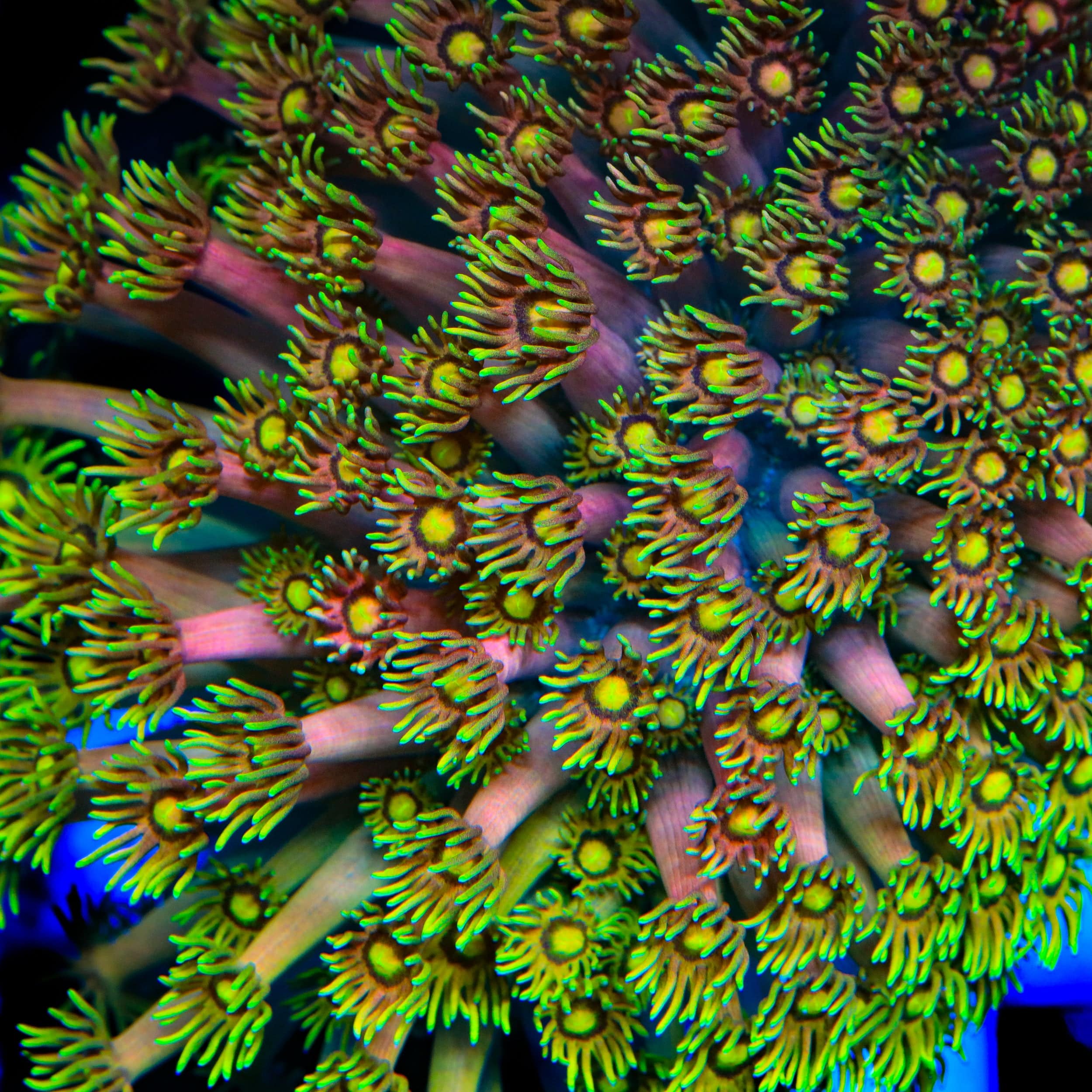 TSA Fairly Odd Goniopora Coral – Top Shelf Aquatics