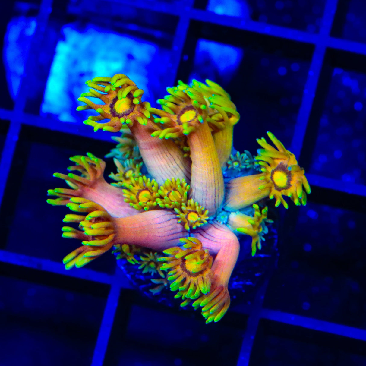 TSA Fairly Odd Goniopora Coral