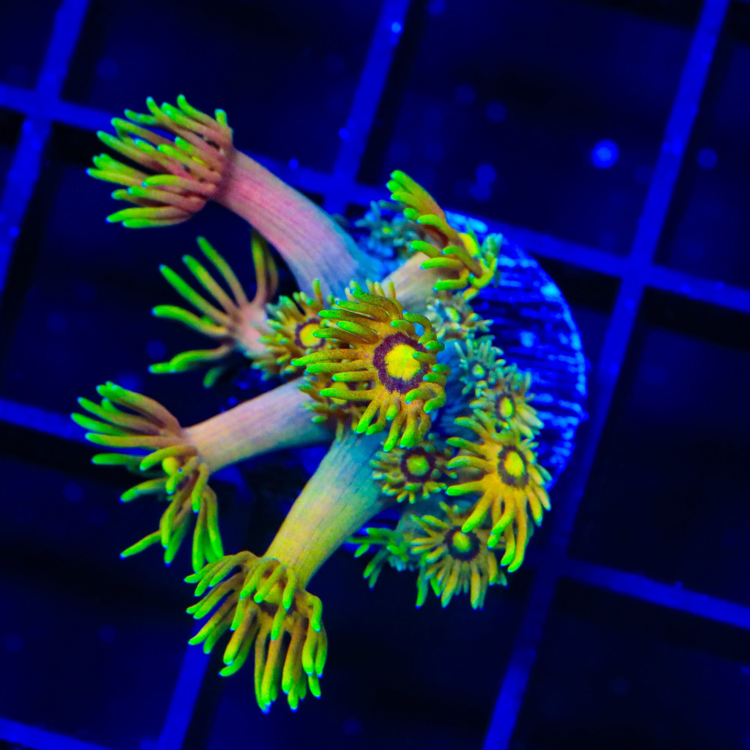 TSA Fairly Odd Goniopora Coral – Top Shelf Aquatics