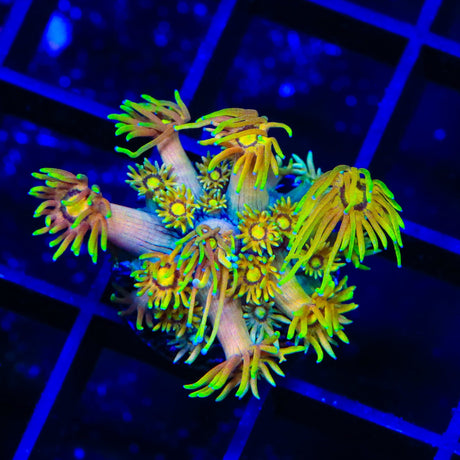 TSA Fairly Odd Goniopora Coral