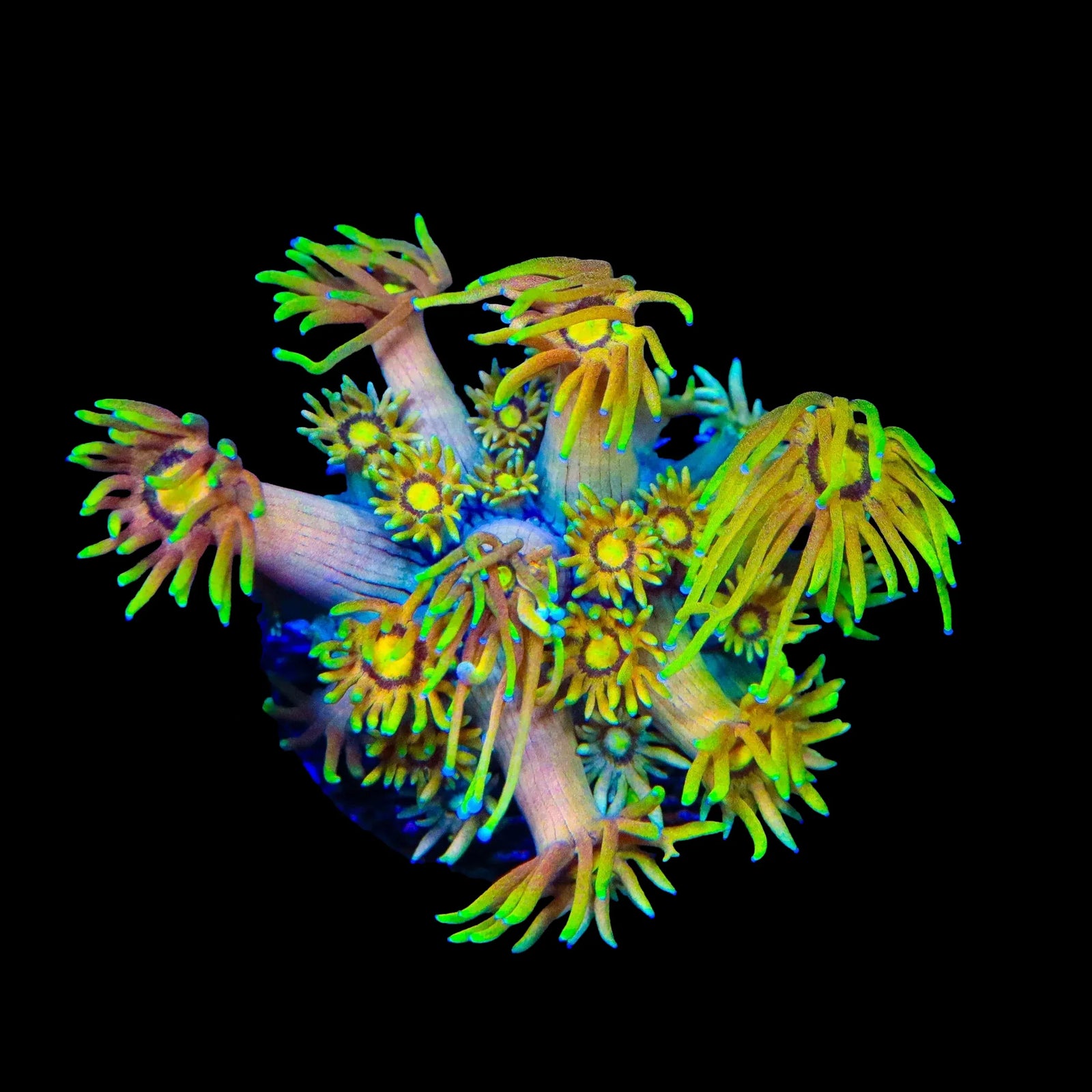 TSA Fairly Odd Goniopora Coral