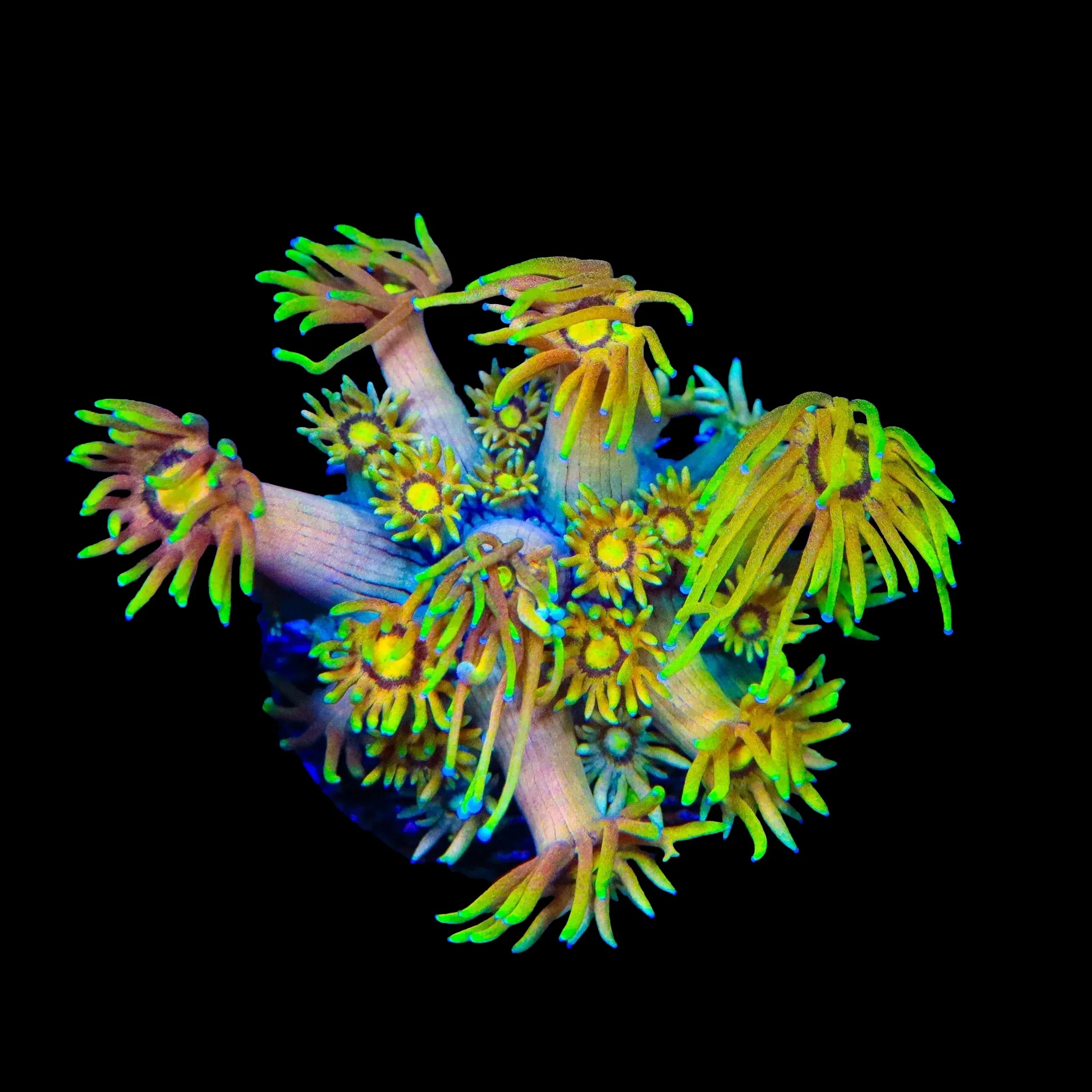 TSA Fairly Odd Goniopora Coral