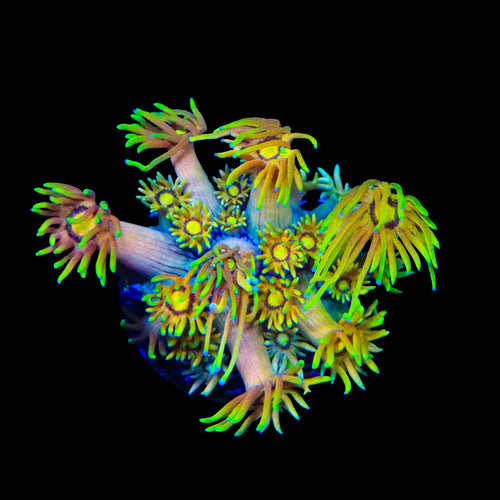 TSA Fairly Odd Goniopora Coral