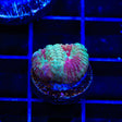 TSA Fairy Dust Favia Coral