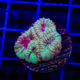 TSA Fairy Dust Favia Coral