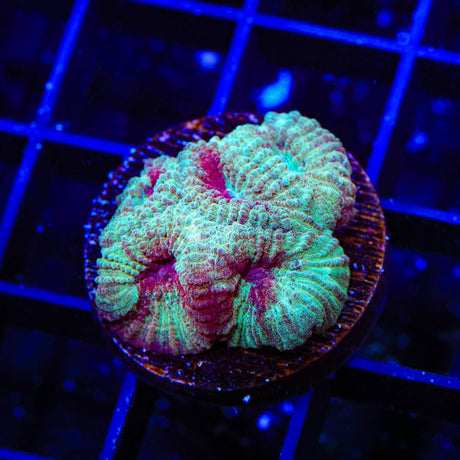 TSA Fairy Dust Favia Coral