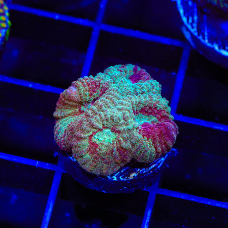 TSA Fairy Dust Favia Coral