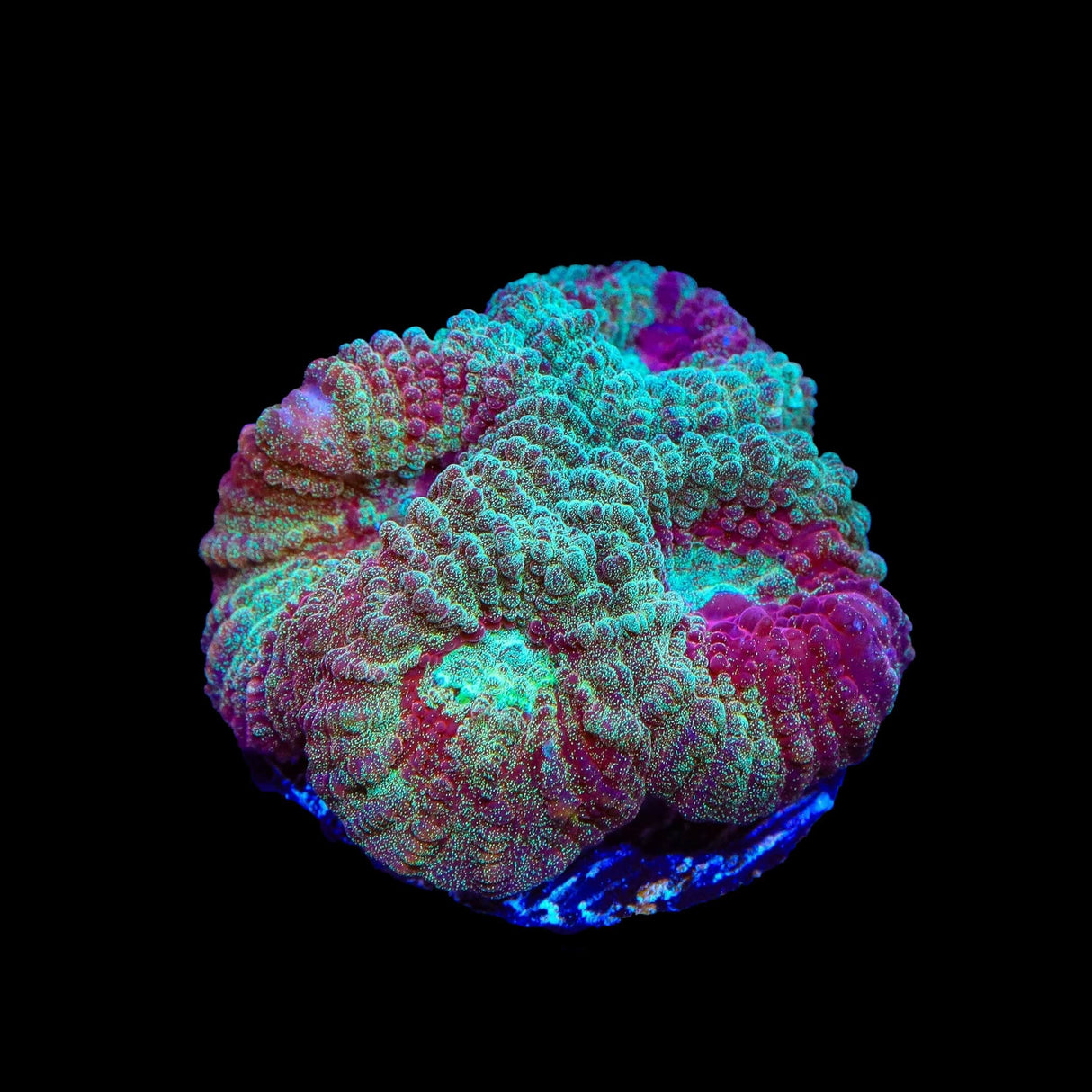 TSA Fairy Dust Favia Coral