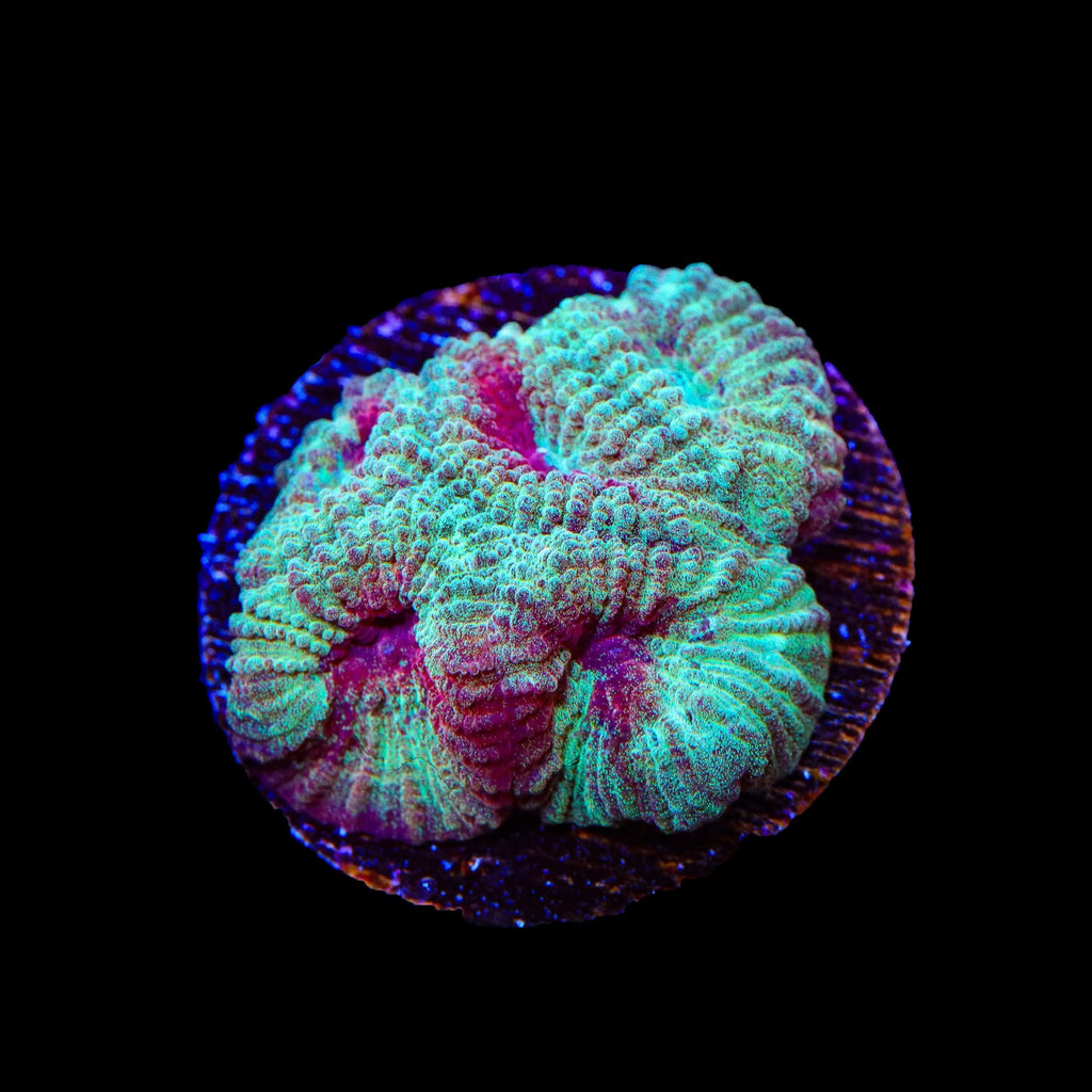 TSA Fairy Dust Favia Coral