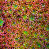 TSA Fairy Dust Glitter Goniopora