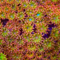 TSA Fairy Dust Glitter Goniopora