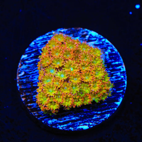 TSA Fairy Dust Glitter Goniopora