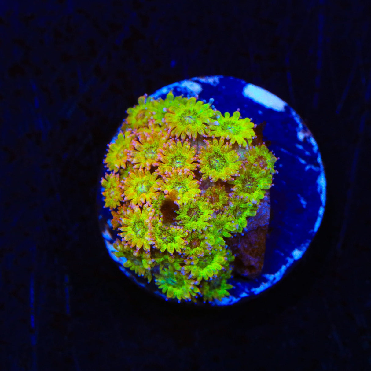 TSA Fairy Dust Glitter Goniopora