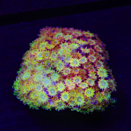 TSA Fairy Dust Glitter Goniopora Coral