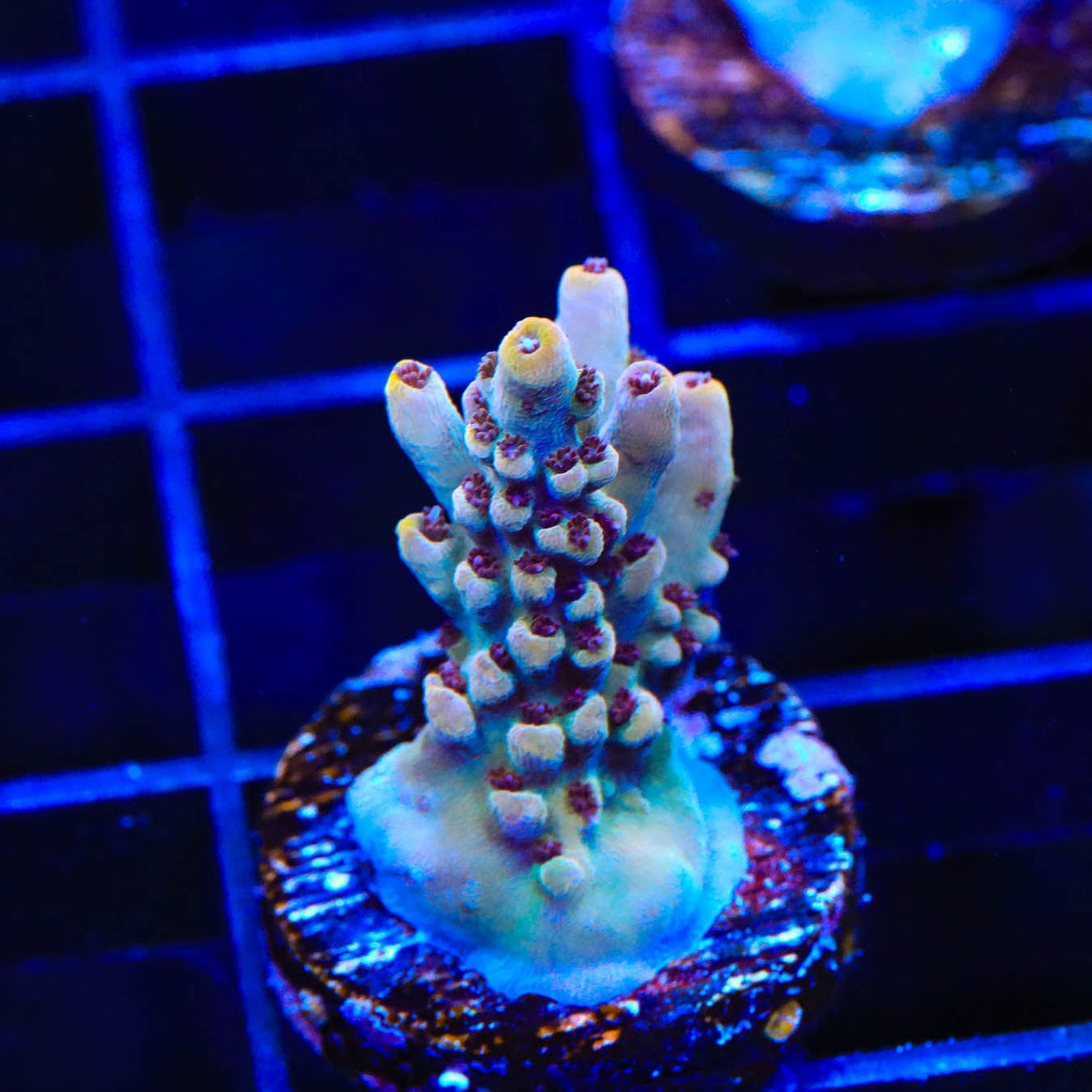 TSA Fallen Angel Acropora Coral
