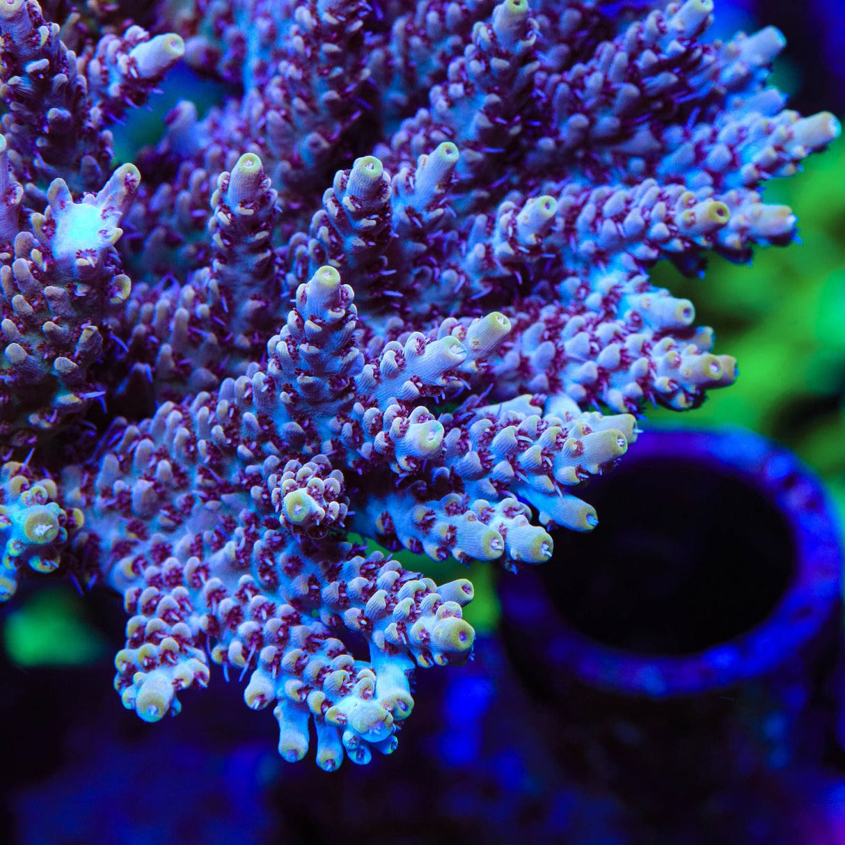 TSA Fallen Angel Acropora Coral