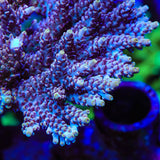 TSA Fallen Angel Acropora Coral