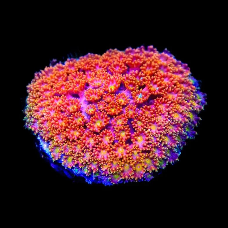 TSA Fantasia Goniopora Coral