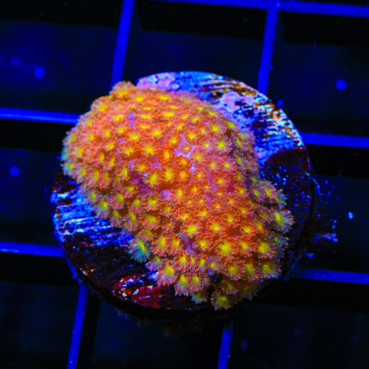 TSA Fantasia Goniopora Coral