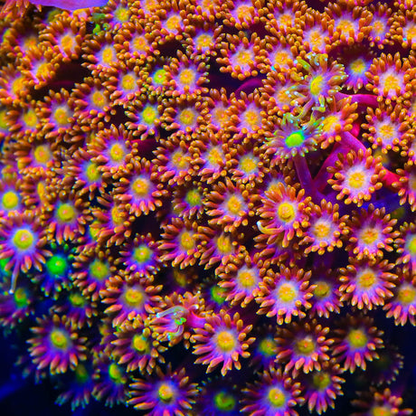 TSA Fantasia Goniopora Coral