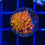 TSA Fantasia Goniopora Coral