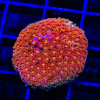 TSA Fantasia Goniopora Coral