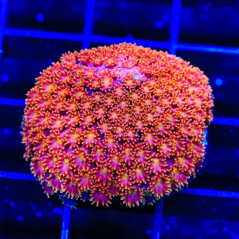 TSA Fantasia Goniopora Coral