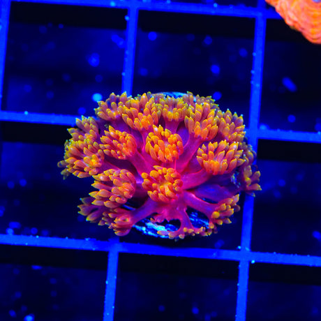 TSA Fantasia Goniopora Coral