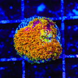TSA Fantasia Goniopora Coral