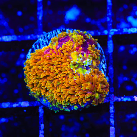 TSA Fantasia Goniopora Coral
